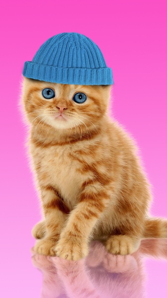 Sweet Cat and Caps - Preview 5