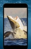 Shark HD Live Wallpaper screenshot 1