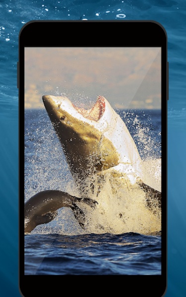 Shark HD Live Wallpaper - Preview 1