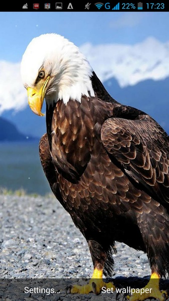 Eagle Live Wallpaper - Preview 4