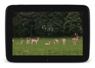 Deers Video Live Wallpaper screenshot 3