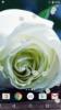 White Rose Live Wallpaper HD screenshot 5