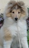 Shetland Sheepdog Dogs Jigsaw Puzzles screenshot 3