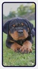 Rottweiler Dog Wallpapers screenshot 6