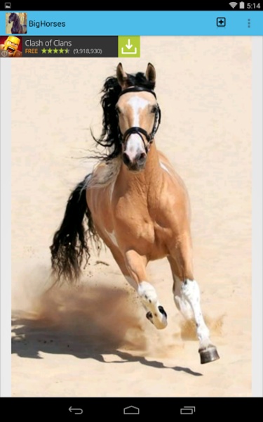 BigHorses - Preview 3
