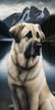 Kangal Dog Wallpaper screenshot 7