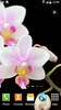 Orchids Live Wallpaper screenshot 10