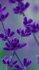 Lavender Live Wallpaper screenshot 6