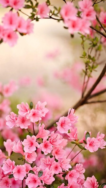 Spring Flowers Live Wallpaper - Preview 9