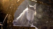 Horses Live Wallpaper - backgrounds hd screenshot 7