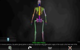 Bones Human 3D (anatomy) screenshot 14