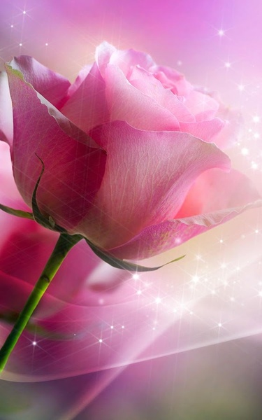 Pink Rose Live Wallpaper - Preview 5