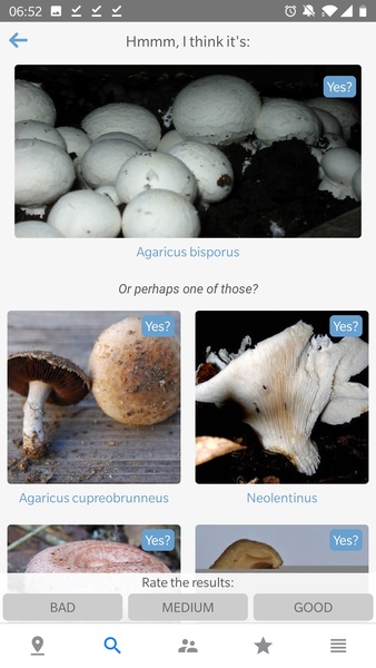 Mushroom Identificator - Preview 5
