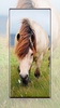 Horse Wallpapers screenshot 10