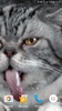 Cat Shake HD Live Wallpaper screenshot 6