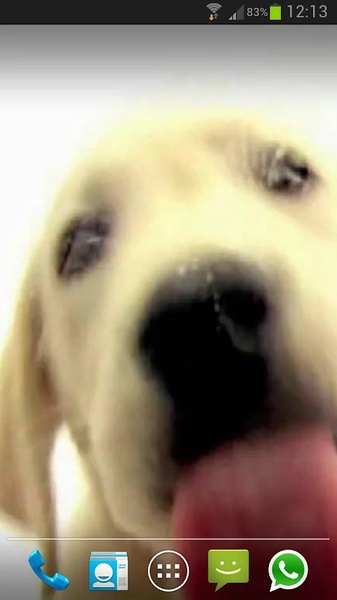 Dog Screen Cleaner LWP Free - Preview 2