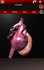 Circulatory System in 3D (Anatomy) screenshot 7