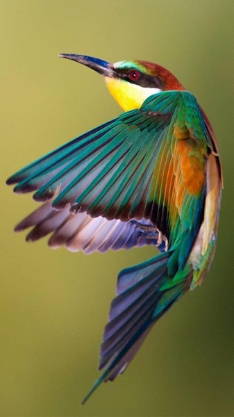 Bird Live Wallpaper - Preview 4