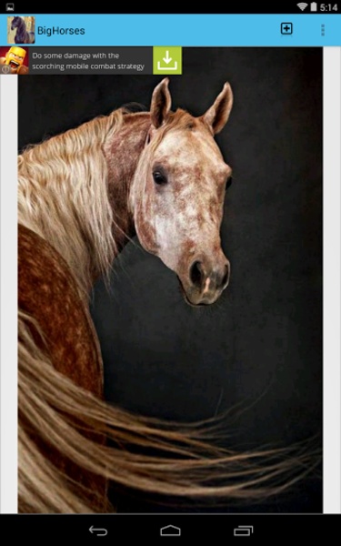 BigHorses - Preview 5