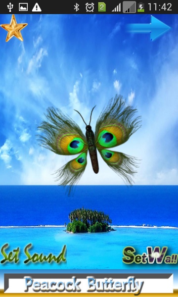 Butterfly Peacock - Preview 3