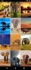 Elephant HD Wallpapers screenshot 2