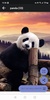 Panda HD Wallpapers screenshot 4