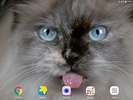 Cat Shake HD Live Wallpaper screenshot 3