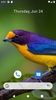 Bird Wallpaper HD screenshot 3