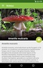Boletus Lite - mushrooms screenshot 1