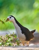 White-breasted waterhen Sounds screenshot 5