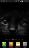 Black cats Live Wallpaper screenshot 6