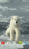 Polar Bear Video Wallpaper screenshot 2