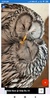 Owl Wallpaper: HD images, Free Pics download screenshot 2