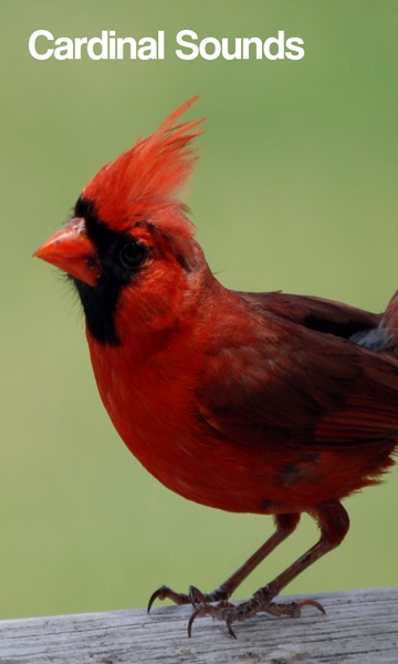 Cardinal Bird Sounds - Preview 1