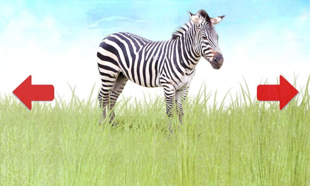 Animals for Toddler - Preview 2