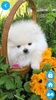 Pets Wallpaper-7 screenshot 10