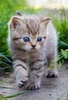 Kitten Wallpaper screenshot 4