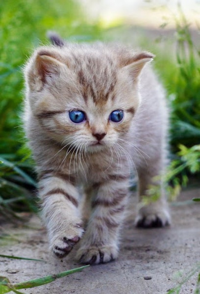 Kitten Wallpaper - Preview 4