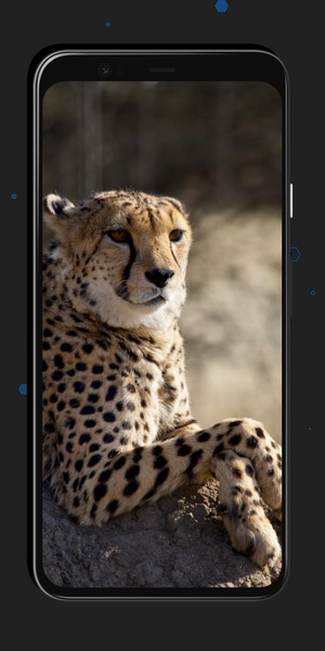 Leopard Wallpapers - Preview 4