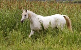 Yapboz - Güzel Atlar screenshot 3