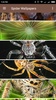 Spider Wallpapers screenshot 1