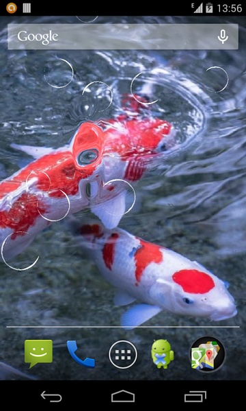 Koi - Preview 2