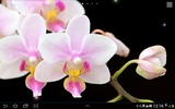 Orchids Live Wallpaper screenshot 2