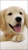 Puppies Live Wallpaper screenshot 5