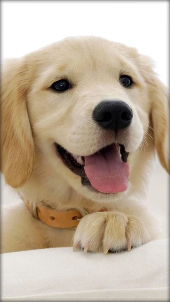 Puppies Live Wallpaper - Preview 5