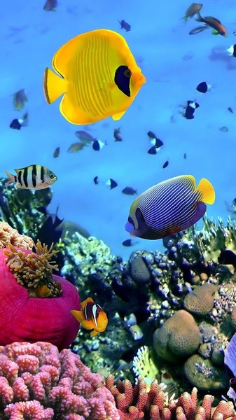 Ocean Fish Live Wallpaper - Preview 6