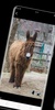 Donkey wallpaper screenshot 4