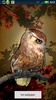 Owl Wallpaper screenshot 1