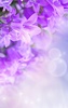Lilac Flowers Live Wallpaper screenshot 8