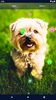 Cute Puppy Live Wallpaper screenshot 3